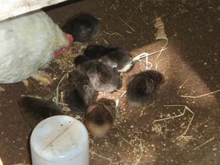 29821_2010_chicks_020b.jpg