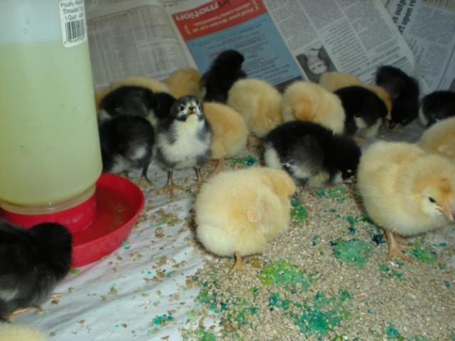 29821_kyllonen_baby_chicks_038b.jpg