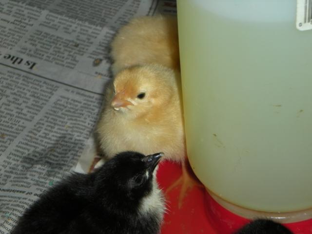 29821_kyllonen_baby_chicks_042b.jpg