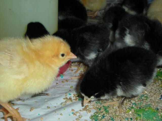 29821_kyllonen_baby_chicks_045b.jpg