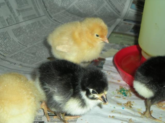 29821_kyllonen_baby_chicks_052b.jpg