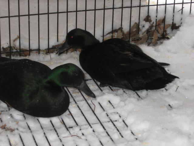 29868_img_1417.jpg