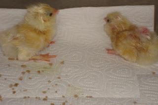 29869_baby_chicks_1.jpg