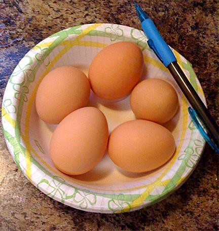 29881_first_eggs_01212010.jpg