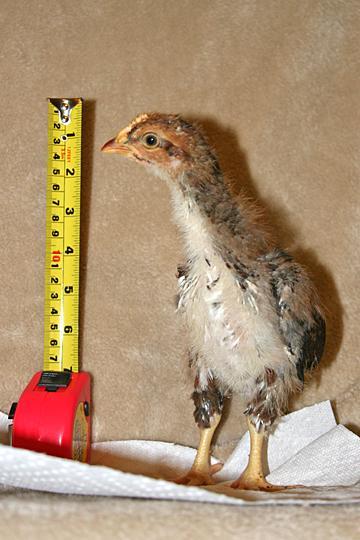 29881_fudgie_measured.jpg