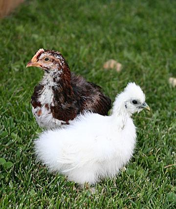 29881_rooster_eye.jpg