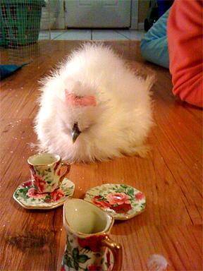 29881_teaparty.jpg