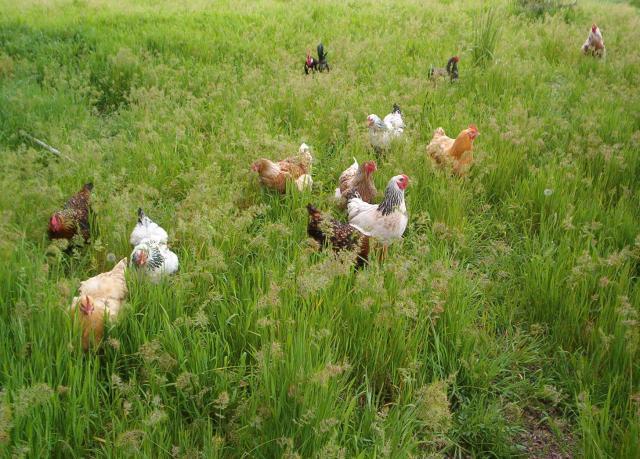 29884_chicken_land.jpg
