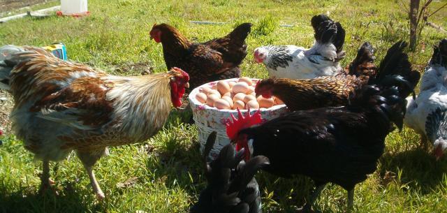 29884_eggs_and_chickens_023.jpg