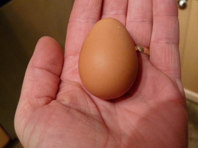 29933_first_egg_8-6-09_165_weeks.jpg