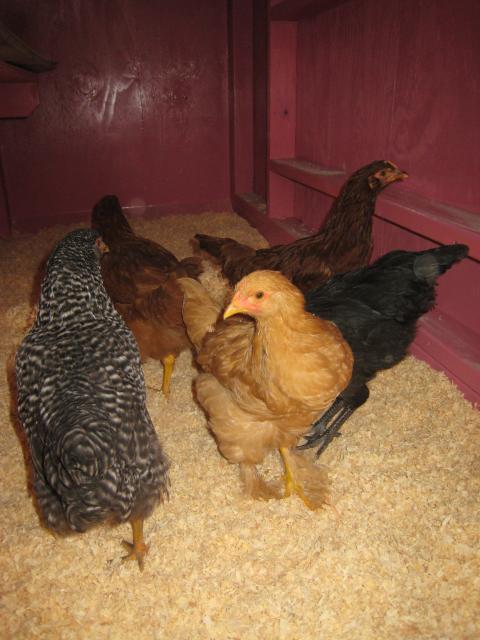 29940_coop_day_1_7-16-09_016.jpg