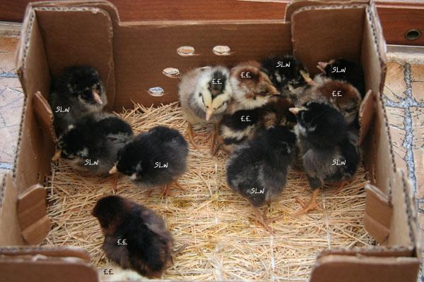 29942_2009_april_chicks_2_slw_marked.jpg