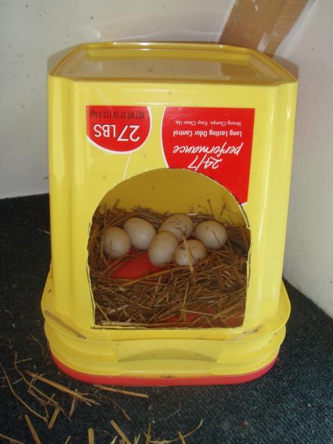 29943_call_duck_eggs.jpg