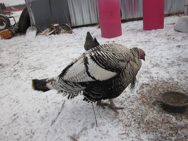 29951_sideturkey.jpg