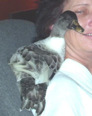 29962_aflak_onmyshoulder.jpg
