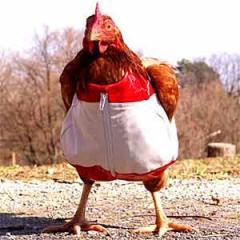 29962_chickensuit.jpg
