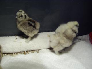 29972_3silkiechicks2-2-10.jpg