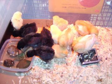 29972_chicks_new_2_5-19-09.jpg