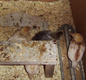 29972_chicks_older_3_5-19-09.jpg