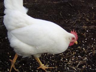 29972_ducky_2_10-24-09.jpg