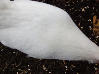 29972_ducky_3_10-24-09.jpg