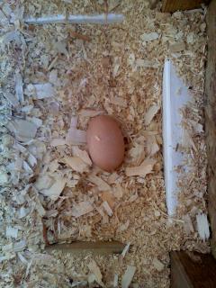 29972_first_egg_north_nest_8-25-09.jpg