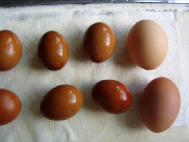 29972_first_fbcm_eggs_7-19-10.jpg