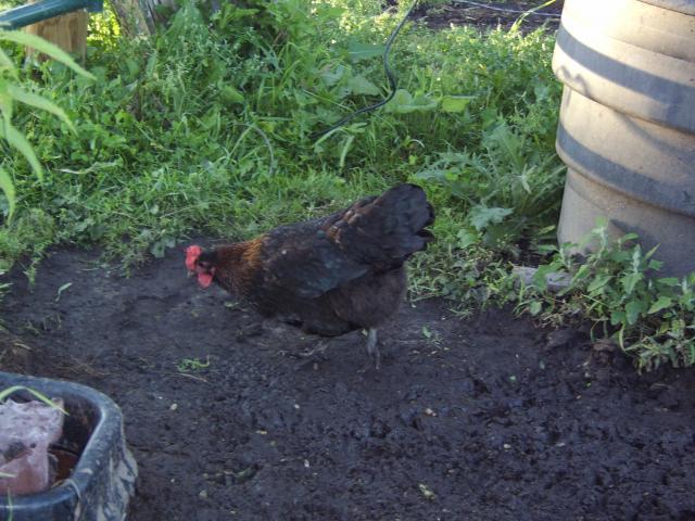 29972_laying_pullet.jpg