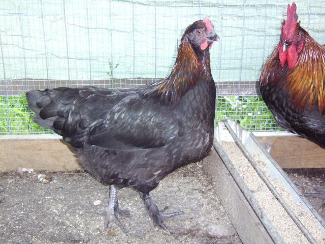 29972_nice_pullet-randy.jpg