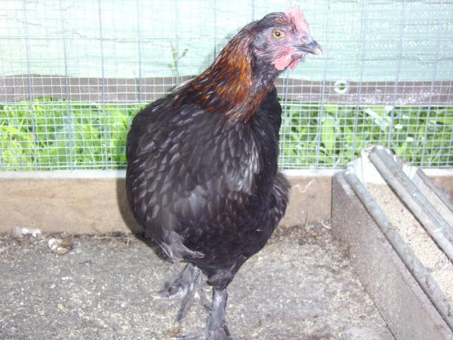 29972_nice_pullet.jpg