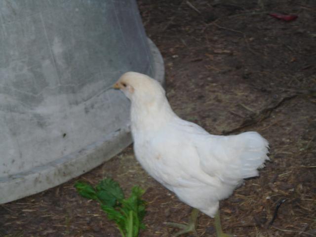 29984_dsc00102.jpg