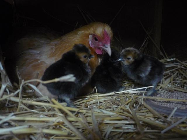 29985_fiffie_and_her_chicks_day_2.jpg