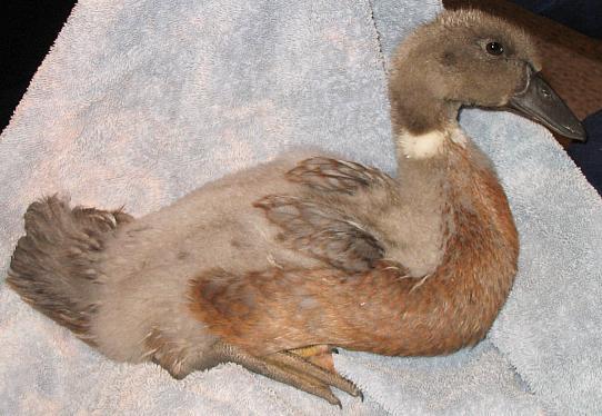 2_brownie-duck.jpg