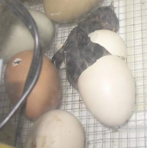 2_chick-hatching.jpg