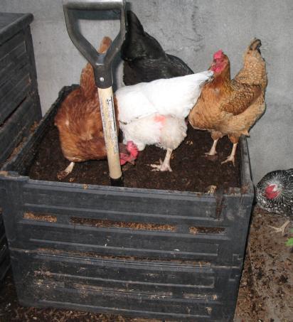 2_chicken-compost.jpg