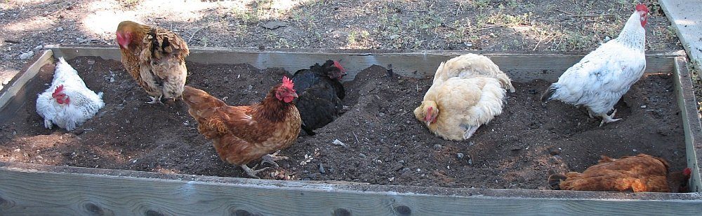 2_chicken-dust-bath-2.jpg