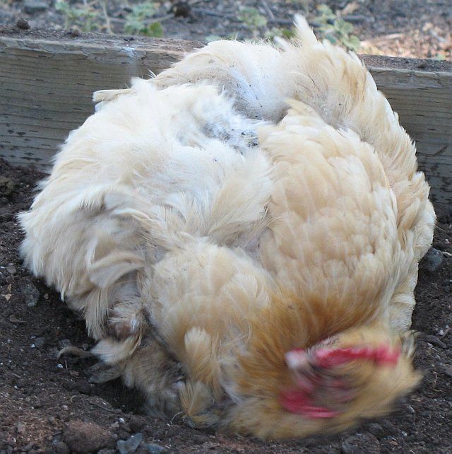 2_chicken-dust-bath.jpg