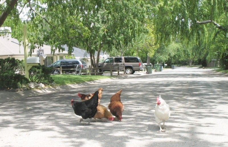 2_chicken-road.jpg