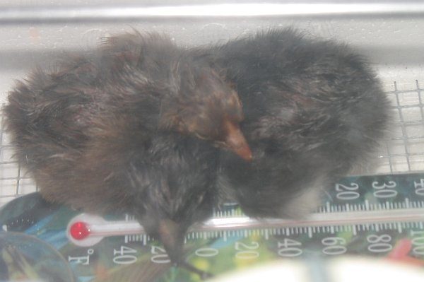 2_chicks-cuddle.jpg