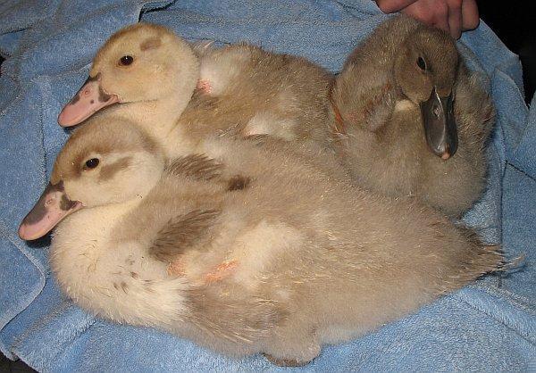 2_ducklings-3weeks.jpg