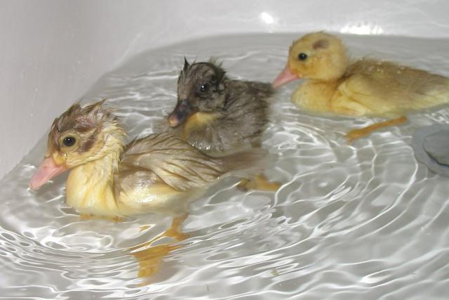 2_ducklings-first-swim.jpg