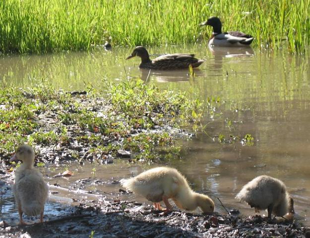 2_ducklings-mallards.jpg