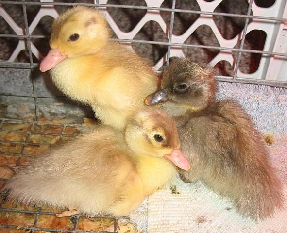 2_ducklings-three.jpg