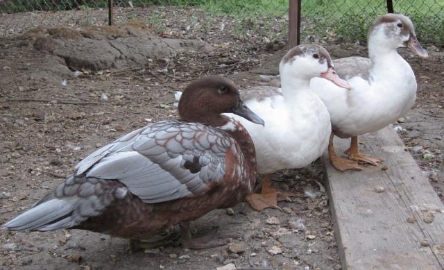 2_ducks-6-2010.jpg