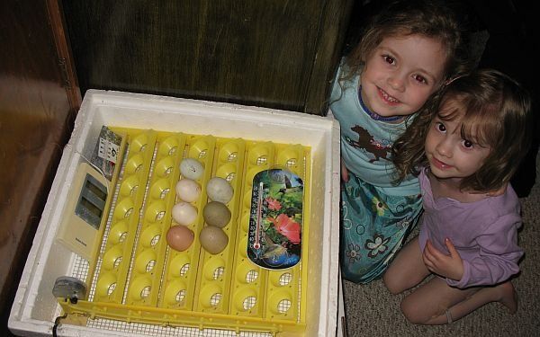 2_incubating_eggs.jpg