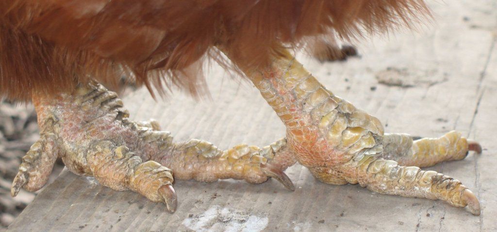 2_scaly-leg-mites-chicken.jpg