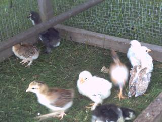 30032_picture_002.jpg