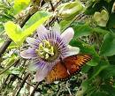 30078_gulf_frit.jpg