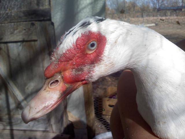 30085_1121091140.jpg