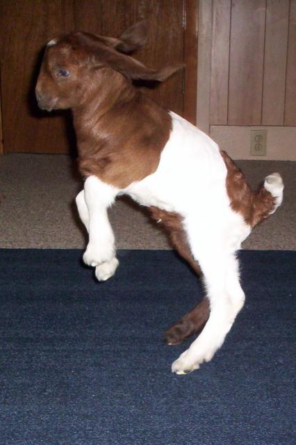 30088_goats_012.jpg